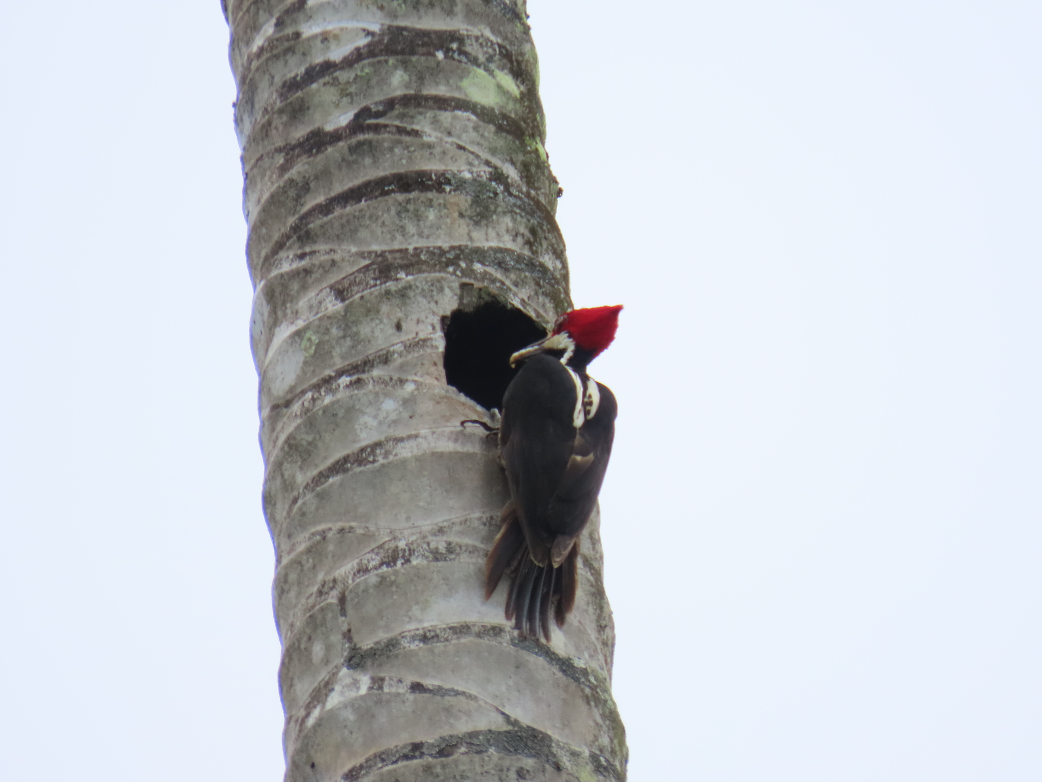 Guayaquil Woodpecker (Campephilus gayaquilensis), photo 2