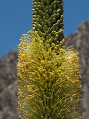 Agave victoriae-reginae