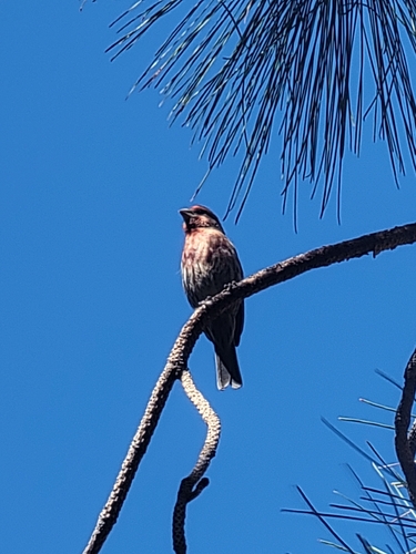 House Finch