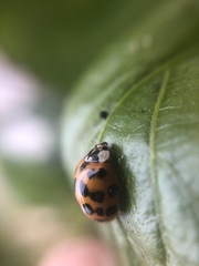 Harmonia axyridis