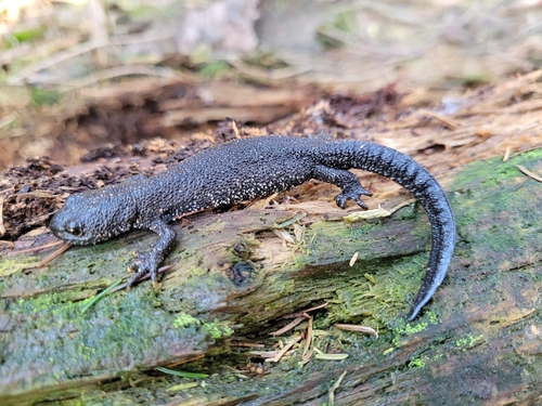 Great Crested Newt, Netherlands, photo 9 of 10