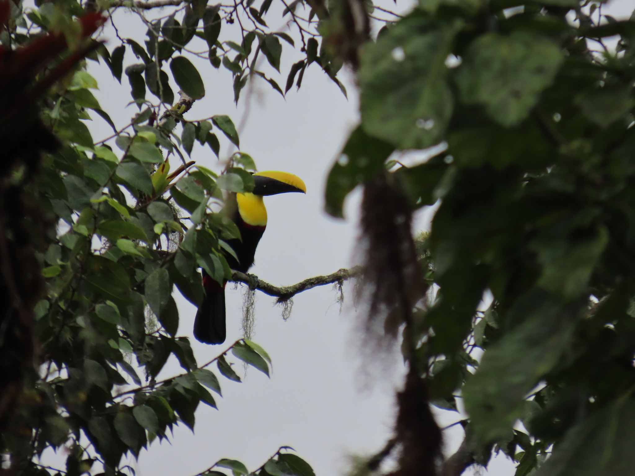 Choco Toucan (Ramphastos brevis), photo 1