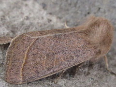 Orthosia paromoea