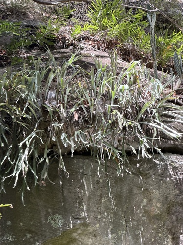 Platycerium veitchii, photograph 1