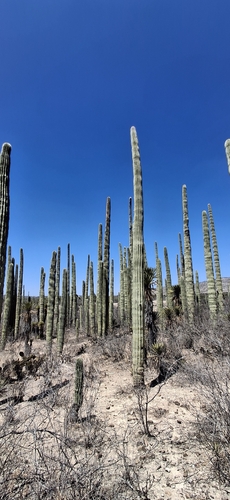 Cephalocereus mezcalaensis