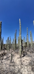 Cephalocereus mezcalaensis