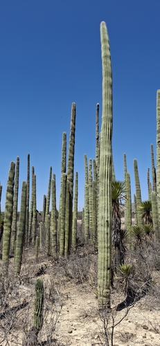 Cephalocereus mezcalaensis, photograph 2