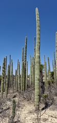 (c) Jose Manuel Ramos Martinez, some rights reserved (CC BY) Cephalocereus mezcalaensis, photograph (c) Jose Manuel Ramos Martinez, some rights reserved (CC BY)