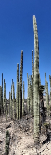 Cephalocereus mezcalaensis, photograph 3