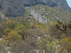Agave victoriae-reginae