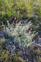 Artemisia hololeuca