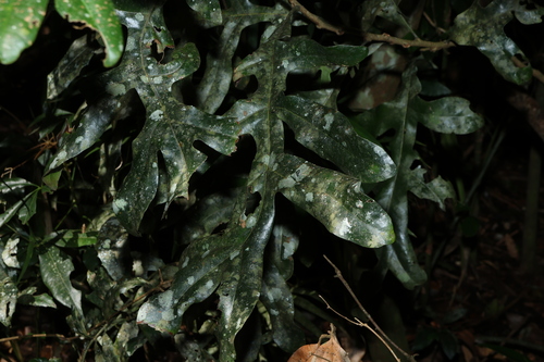Firewheel tree (Stenocarpus sinuatus)