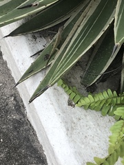 Anolis extremus