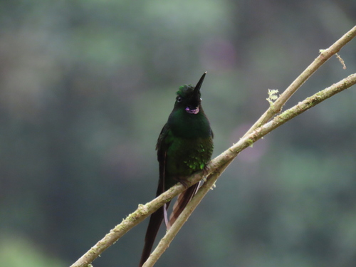 Empress Brilliant (Heliodoxa imperatrix), photo 10