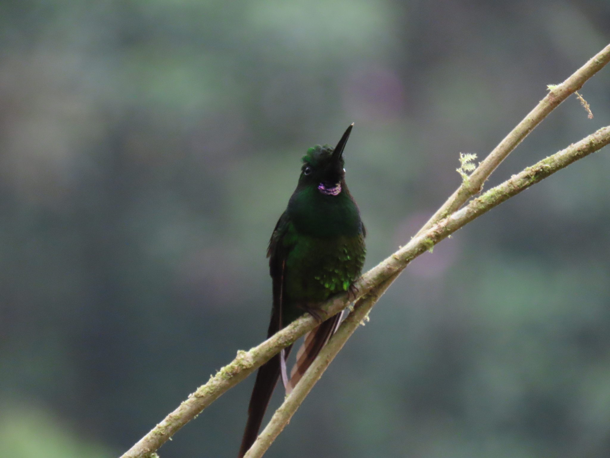 Empress Brilliant (Heliodoxa imperatrix), photo 5