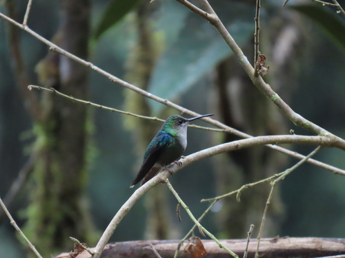 Crowned Woodnymph (Thalurania colombica), photo 8