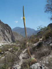Agave victoriae-reginae