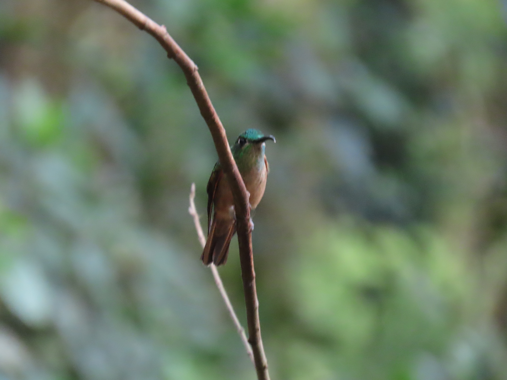 Fawn-breasted Brilliant (Heliodoxa rubinoides), photo 1