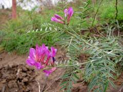 Astragalus varius