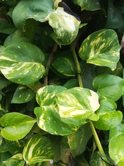 Epipremnum aureum