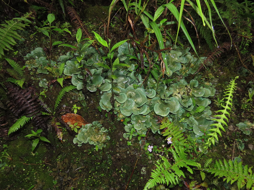 Cora glabrata · January 2026 · photo: © alinamartin (iNaturalist, cc-by)