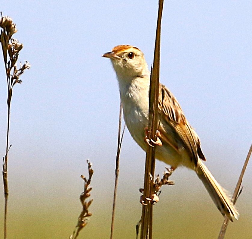 Croaking Cisticola (Cisticola natalensis), photo 2