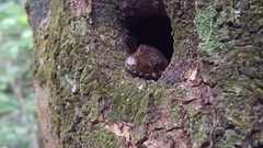 Mokopirirakau