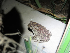 Sclerophrys mauritanica
