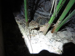 Sclerophrys mauritanica