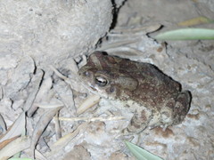 Sclerophrys mauritanica