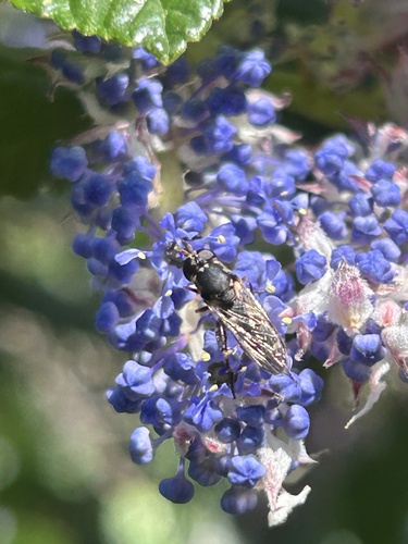 Unknown species found near Las Positas College, Livermore, CA, US