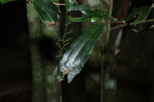 Stenocarpus salignus, photograph 6