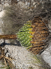 Agave victoriae-reginae
