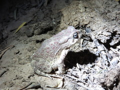 Sclerophrys mauritanica