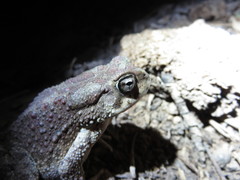 Sclerophrys mauritanica