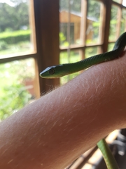 Philothamnus natalensis