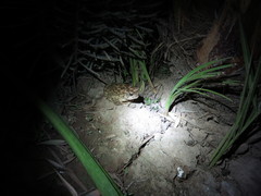 Sclerophrys mauritanica