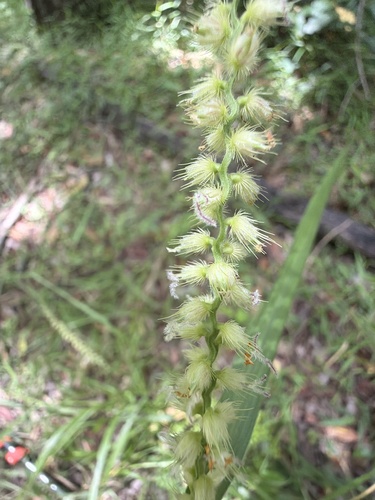 Hillside Burr Grass (Cenchrus caliculatus)
