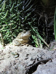 Sclerophrys mauritanica
