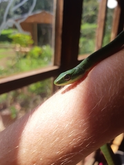 Philothamnus natalensis