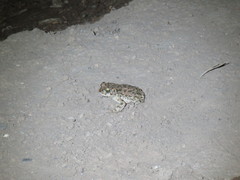 Bufotes boulengeri boulengeri
