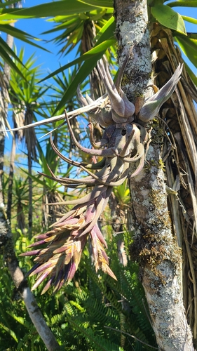 Seleriana Air Plant (Tillandsia seleriana)