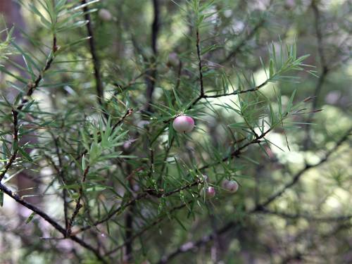 Cyathodes juniperina