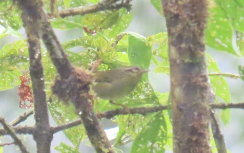 Three-striped Warbler (Basileuterus tristriatus), photo 6