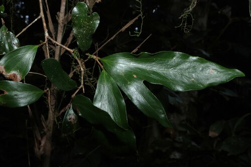 Stenocarpus salignus, photograph 3