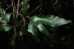 Stenocarpus salignus, photograph (c) Greg Tasney, some rights reserved (CC BY-SA)
