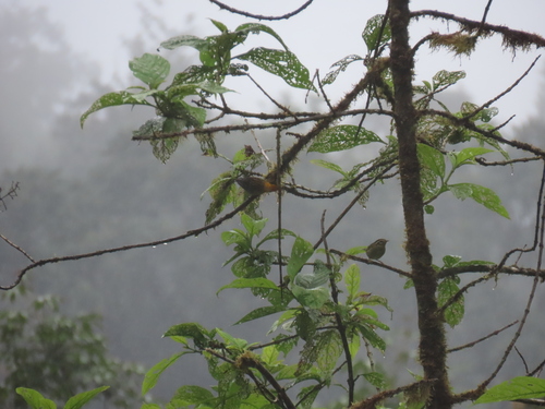Three-striped Warbler (Basileuterus tristriatus), photo 7