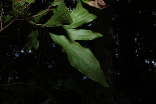 Stenocarpus salignus, photograph 4