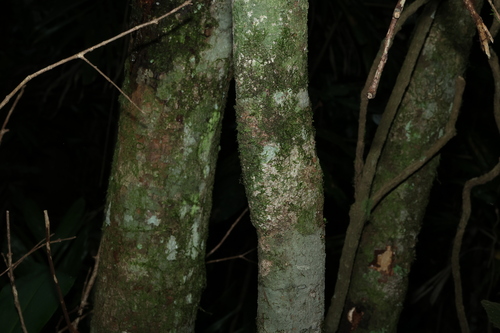 Stenocarpus salignus, photograph 5