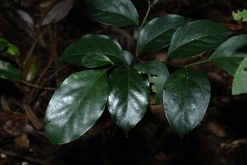 Citronella moorei, 2026-03-03